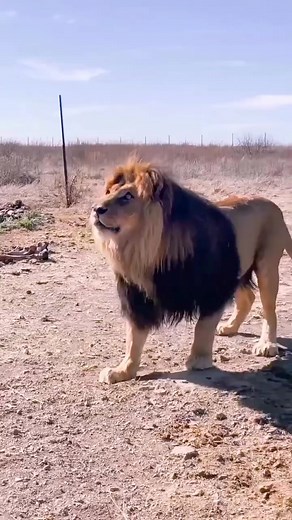 1M views · 2.8K reactions | Horse feeding to a lion 藍 | Talent World | Facebook