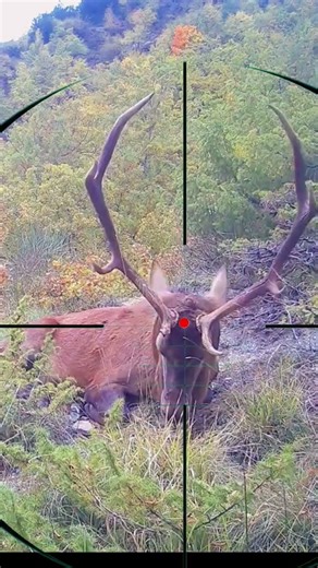 Big Elk Hunting 🫎