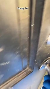 2M views · 10K reactions | Crazy animal #cat #dog #short | Funny pet | Facebook