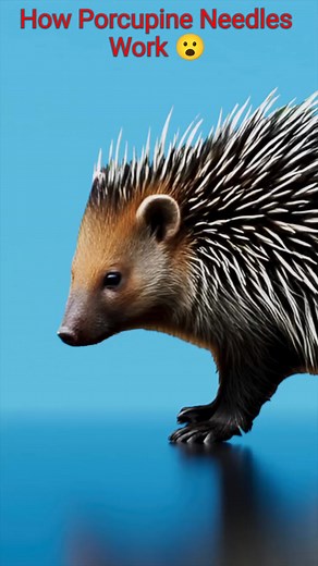How Porcupine Needles Work 😮 | zhinsu
