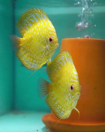 Rare Yellow Discus Fish 💛🐠 | Stunning Exotic Aquarium Beauty