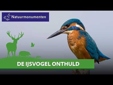 The fascinating world of the kingfisher | Animals in the Netherlands