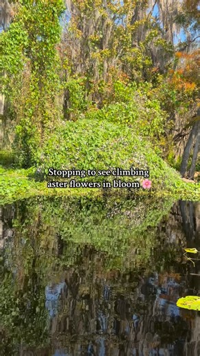 Florida Houseboat Rentals on Instagram: "Climbing aster is one of the few Florida wildflowers that still blooms in December — giving bees and butterflies a much-needed late-season nectar source along the St. Johns River. 🌸🐝 Pontoons, fishing boats, kayaks… you pick! Explore the St. Johns River in Central Florida at hollybluff.com! #wildflowerwatch #lovefl #travel #florida #flowers #pollinators"