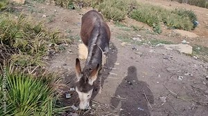 Brown and grey donkey from the countryside