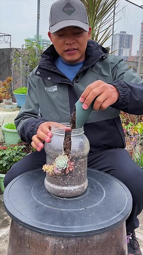 美しい多肉植物栽培のコツ