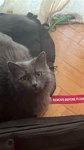 Remove before flight