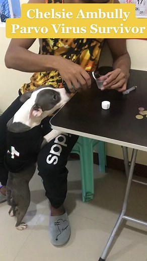 17K views · 124 reactions | Another Parvo Virus Survivor Story! Thank God, Chelsea made it!  | Nano Silver Philippines By Nature's | Facebook