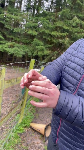 Ever wanted to call a pheasant?