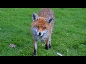 🐺 BEAUTIFUL RED FOX Running FREE 🐺 Such a JOY TO SEE 🐺 Vulpes vulpes 🐺