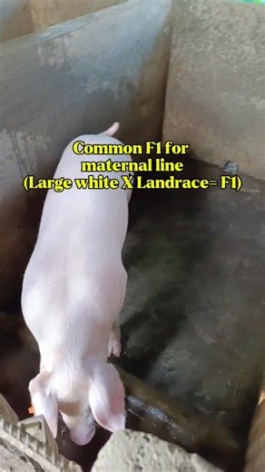 21K views · 204 reactions | A common F1 pig for a maternal line is a cross between two different purebred maternal breeds, such as the Large White and Landrace. #makababoy #hograiserlife #baboyanbussiness #baboyantips #baboyislife #pigfarming #baboy #babuyan #baboyan | Makababoy Vlog | Facebook