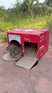 Awesome Unique Creative Quail Trap Using Cardboard Box #shorts
