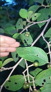 Celtis, commonly known as hackberry, or potentially Oriental Bittersweet (Celastrus orbiculatus)