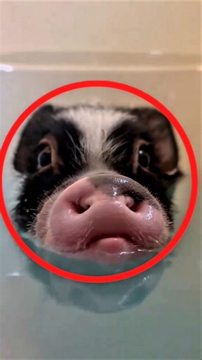 Mini pig just wants your attention