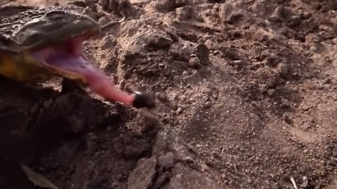 The Monster Frog That Eats Anything: African Burrowing Frog in Action