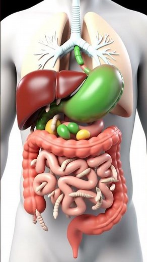 Stylized Digestive System Animation with Worms | 3D Human Anatomy Explainer