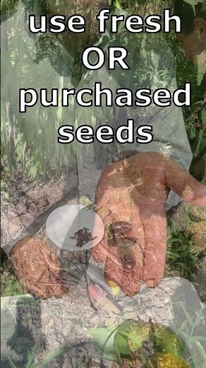 How to PLANT Pawpaw seed (Paw Paw, Asimina triloba). Keep it Simple. #pawpaw #garden #gardening