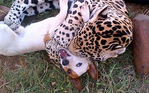52M views · 1.1K reactions | This Jaguar and dog are best friends  | truly | Facebook