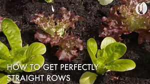 It's still too cold to plant most seeds outside. What's an antsy gardener to do?? You can get started on your seed planting indoors by making seed tape. This great gardening hack makes it faster and easier to plant your seeds, reduces seed waste and means you no longer have to thin seedlings. And all you need is seeds, toilet paper and glue. Give it a try! | The Oregonian