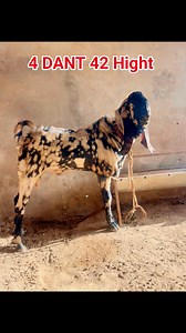 1K views · 18 reactions | शेरा कलर बिटल बकरा biggest beetal male+919672204008 #championbakra | ARIF BAKRE WALA | Facebook