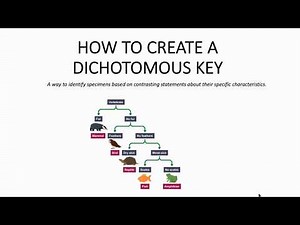 Dichotomous Key - Analyze