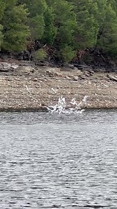 59K views · 520 reactions | Dale Hollow Dave on Reels | Facebook