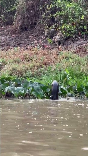 Amazon’s "Water Wolves" vs. Caiman! 🦦 Why Giant River Otters Rule the Pantanal.