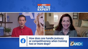 1.1K views · 14 reactions | Can you train two dogs at once? Find out how to handle training both your dogs without causing jealousy. | AKCtv | Facebook
