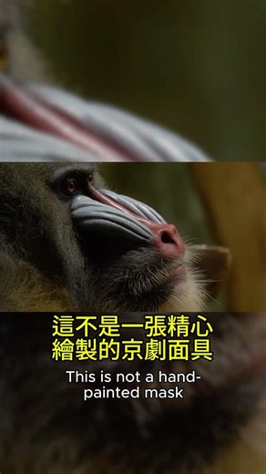 它是活的！這隻猴子臉上居然長了「彩虹」？ 🎨🐵｜Not a Mask! The Colorful Terror of the Mandrill