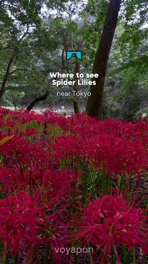 VOYAPON | Your website about Japan | Where to see Spider Lilies near Tokyo ⬇️ Red Spider Lilies, known as “higanbana” (彼岸花) in Japan, are vibrant red flowers that hold deep... | Instagram