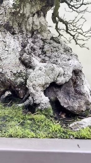 24K views · 974 reactions | Super chonk is back. Korean Hornbean (Carpinus turczaninovii); In training as a bonsai since 1950, originally created by Sae Won Kim. #盆栽 #bonsai #bonsaiart #bonsaiinspiration #bonsailife #bonsailove #bonsailovers #bonsaist #bonsaistyle #bonsaitree #bonsaiusa #bonsaiworld #durationalart #environmentalart #fortheloveofbonsai #livingart #livingsculpture #nonprofitmuseum #getoutside#thingstodo #bonsaicare | Pacific Bonsai Museum | Facebook