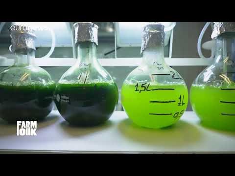 Is microalgae the sustainable food of the future?
