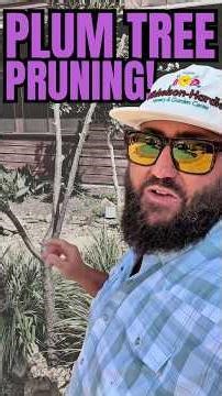 Spring Plum Tree Pruning!