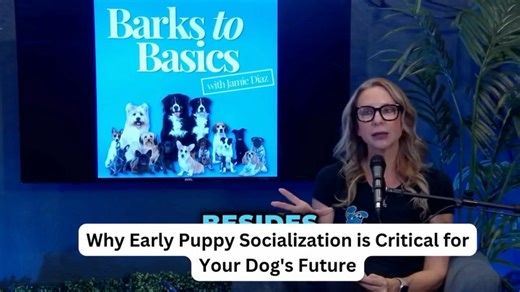 Barks to Basics with Jamie Diaz on Instagram: "On this episode of Barks to Basics, Jamie discusses how early puppy socialization builds confidence and adaptability, creating resilient dogs that can handle new situations and stress. She explains the long-term benefits, including less anxiety at the vet and groomer, and clears up the myth that puppies shouldn’t go out until they’re fully vaccinated. Jamie emphasizes that waiting until 16 weeks means missing the most critical learning window. She a