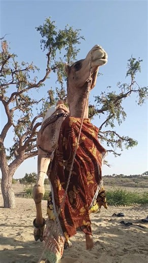 شجاعة على ظهر الجمل#animals