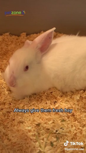 Essential Bunny Care Tips: Handling, Feeding, & Sheltering