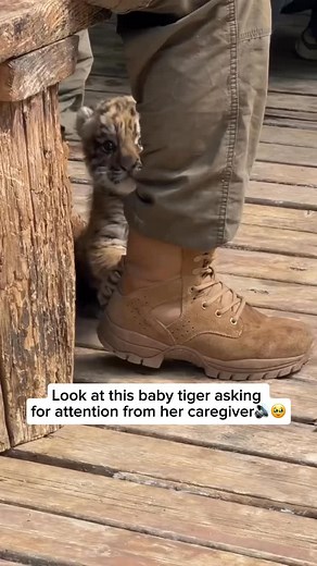 1.1M views · 465 reactions | A baby tiger might let out soft, squeaky...