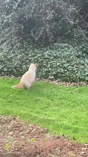 #cat #pet #猫のいる生活 #catsoftiktok #catslovers #cats #猫 #猫のいる暮らし #pets #petsoftiktok