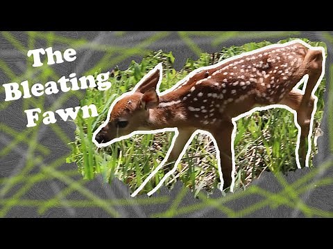 Close Encounters 'The Bleating Fawn'