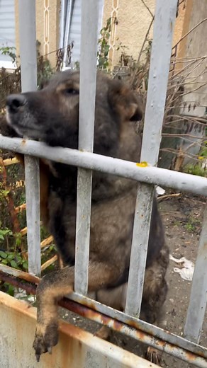 530K views · 6.7K reactions | Gazdit keresünk SOS.  Léna kb 7 éves...