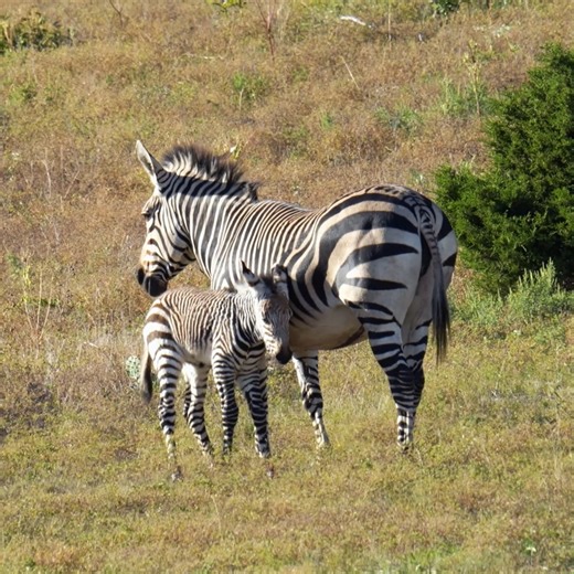 Look who arrived this week! 🦓😍 It's been 10 years since a succesful Hartmann's mountain zebra birth has taken place here, and we are one of only four facilities that saw HMZ foals born in the past year! #zebra #babyanimal #fossilrim #wildlifeconservation #cuteanimals | Fossil Rim Wildlife Center