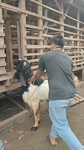 1.5M views · 8.9K reactions | Peternakan Dan Pertanian on Reels | Facebook