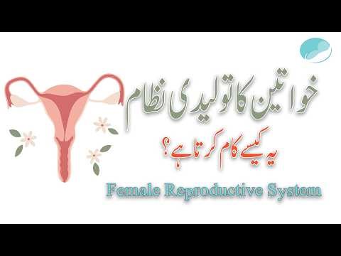 How Pregnancy Happens? Female Reproductive System Full Guide.