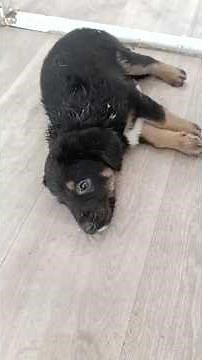 Puppy Saved from Darkness and Suffering Begins a Journey Toward Light and Safety