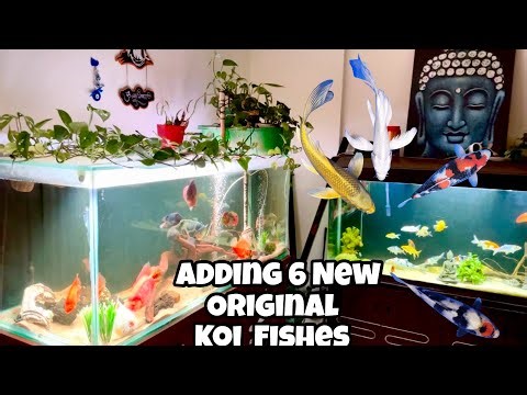 🔥 Adding NEW Original KOI Fish | Showa Koi, Utsuri Koi, Butterfly Koi | Full Aquarium Tour 🔥