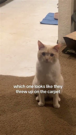 who was it! #cat #cats #kitten #kittens @duckyandsqueaky