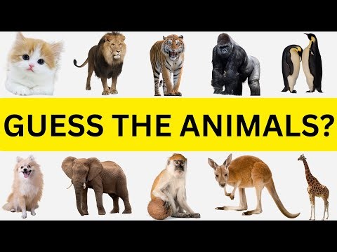 Guess the Animal in 5 Seconds: Fun Game for Kids | Educational Video
