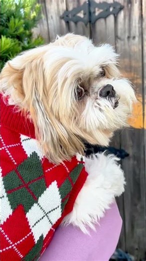🐶 Cozy Turtleneck Dog Sweater 🧶 Soft Knitted Winter Outfit • For Small & Medium Dogs & Cats 💙