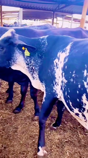 58K views · 2.4K reactions | GirolandoF1 Girolando Girolando plus gracias a todos por sus valiosos comentarios  #girolandof1 #gyrlechero #geneticas #gyrcolombia #ganado #brasil | Francis Alcides Mejía Reyes | Facebook