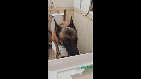 Dog uses the toilet and flushes it in Heilongjiang