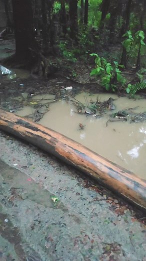 14K views · 124 reactions | rainy day Frog sound #frog #rain #rainydays | RakiB VieW | Facebook